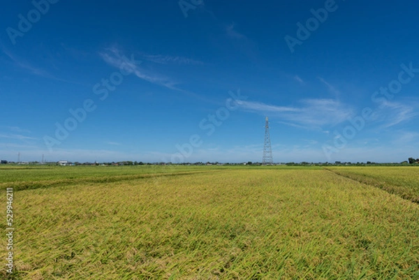 Obraz 稲穂と青空