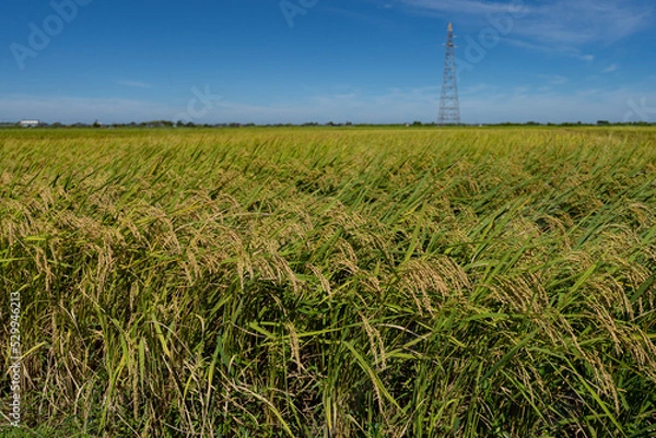 Obraz 稲穂と青空