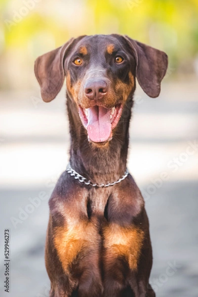 Obraz breed dog Doberman