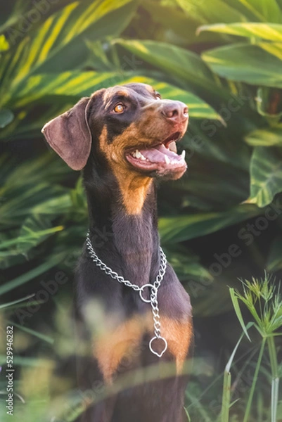 Obraz breed dog Doberman