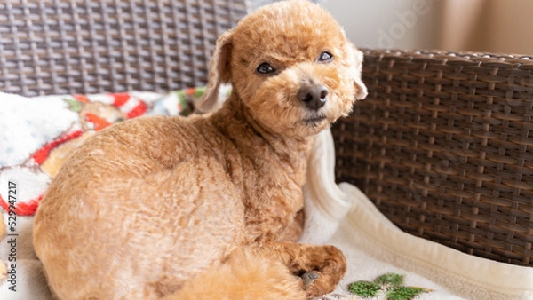 Obraz 椅子に座って見つめるトイプードルの老犬