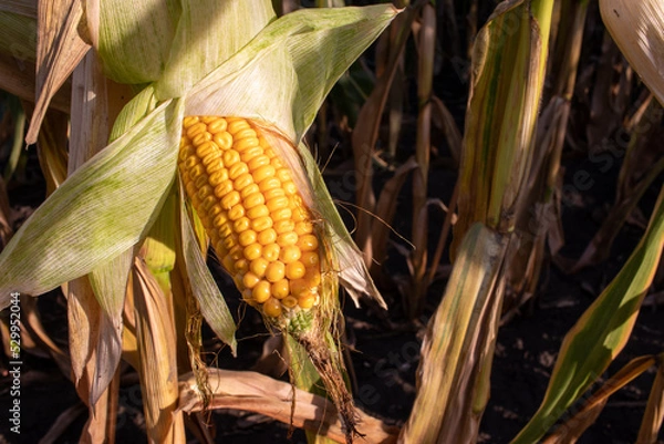 Fototapeta Corn on the cob on the corn field. Autumn harvesting. Close-up of yellow corncob