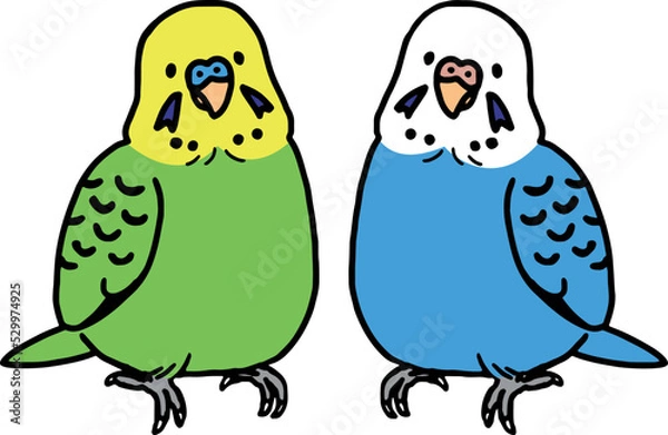 Fototapeta セキセイインコ,小鳥,インコ,鳥,ペット,鳥類,生物,動物,かわいい,生き物,シンプル,手描き,手書き,フリーハンド,シュール,イラスト,ベクター,オス,メス,多頭飼い,線画