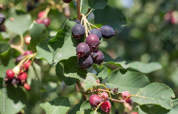Fototapeta a bunch of delicious black fruits of the irga plant on a tree, shadberry