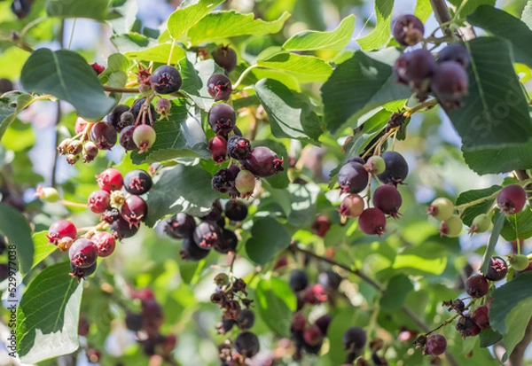 Fototapeta lots of delicious and ripe irgi berries on the tree