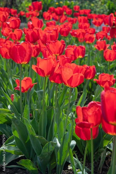Obraz Field of red poppies, many red flowers against the background of green grass