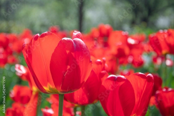 Obraz Field of red poppies, many red flowers against the background of green grass