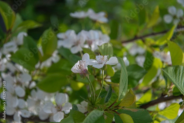 Obraz White cherry flowers on a background of green leaves