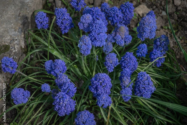 Obraz Purple flowers on a background of green leaves