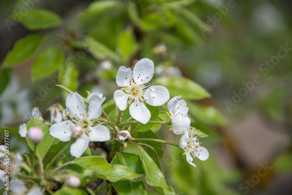 Obraz White cherry flowers on a background of green leaves