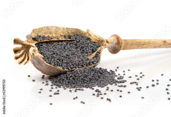 Obraz poppy head and seeds