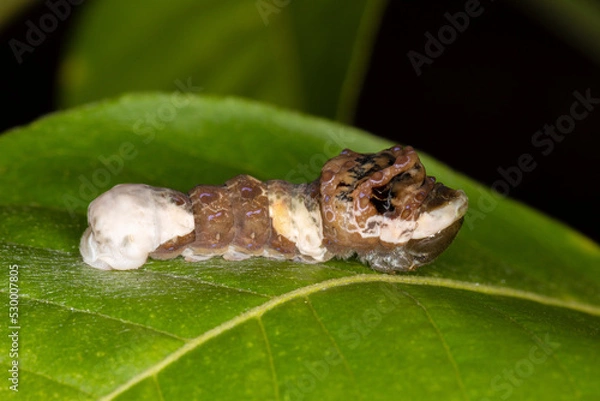 Fototapeta A Giant Swallowtail butterfly larva (Papilio cresphontes) mimics both a bird dropping and a snake to avoid predation