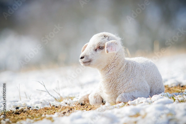 Fototapeta Lämmchen im Winter