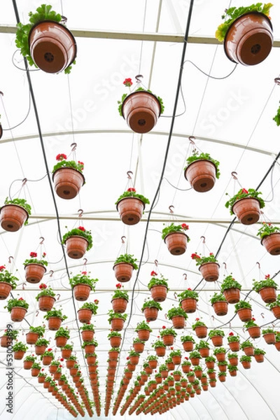 Fototapeta View of flowers hanging baskets or pots in the greenhouse with drip irrigation system