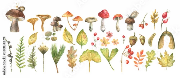 Obraz Forest set - berries, herbs, leaves, mushrooms, painted in watercolor on a white background. Watercolor illustration of a fabulous autumn forest.