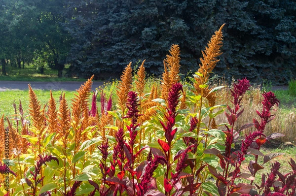 Obraz Kolorowa trawa