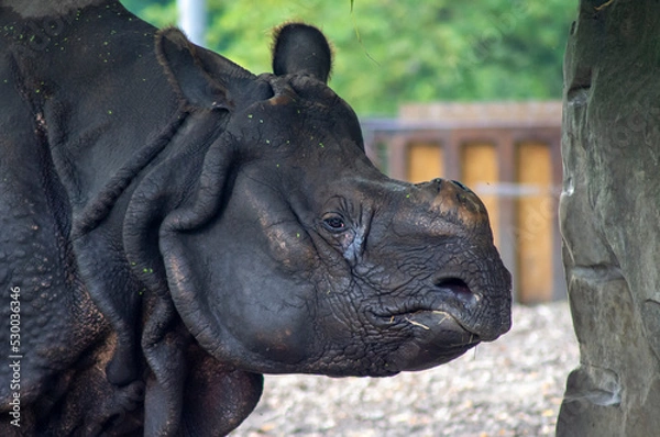 Obraz Nosorożec - portret