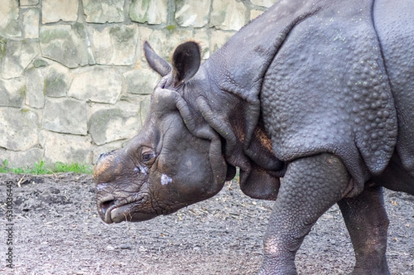 Obraz Nosorożec - portret