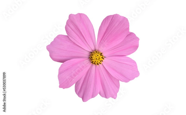 Fototapeta Isolated pink cosmos flower with clipping paths.