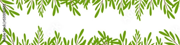 Fototapeta Olive branches isolated on white background. Botanical green leaves with copy space. Horizontal banner. Concept of ecology, nature, gardening. Vector illustration, flat design