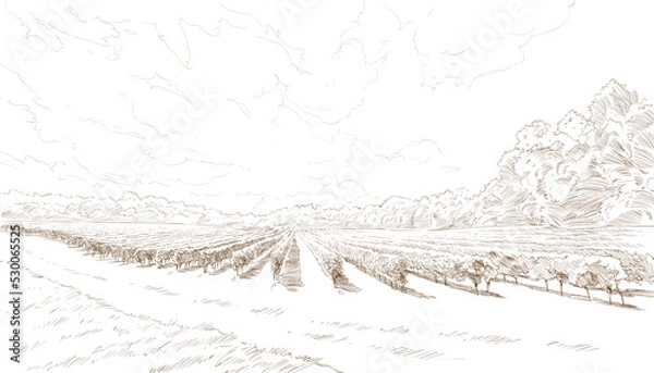 Obraz Vineyard landscape vector sketch design. Hand drawn illustration