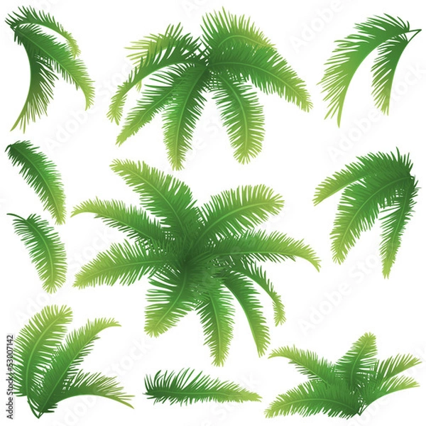 Fototapeta Branches of palm trees