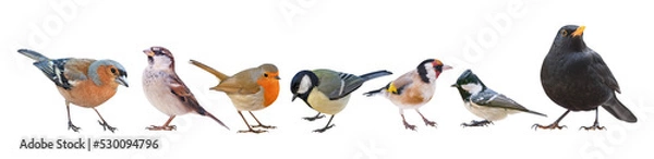 Fototapeta Collection of the most common European birds, in PNG, isolated with transparent background
