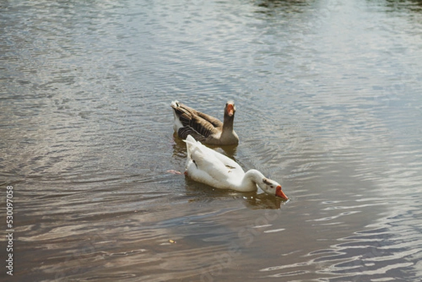 Obraz ducks on the lake