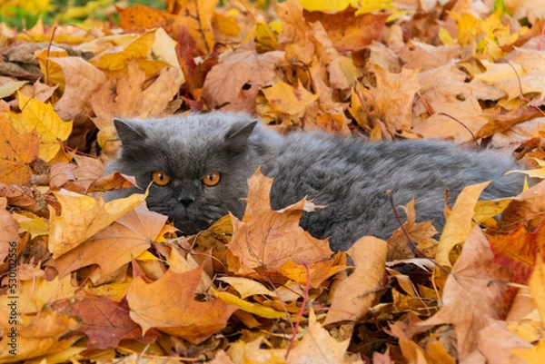 Fototapeta A fluffy long-haired British cat lies on red and yellow autumn maple leaves. Autumn. Autumn mood. Close-up.