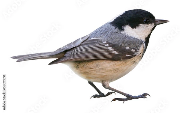 Fototapeta Coal tit (Periparus ater), isolated in PNG, with transparent background