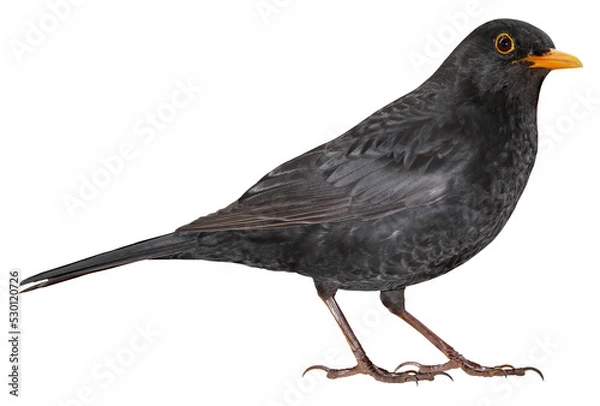 Fototapeta Male of Eurasian Blackbird (Turdus merula), isolated in PNG, with transparent background
