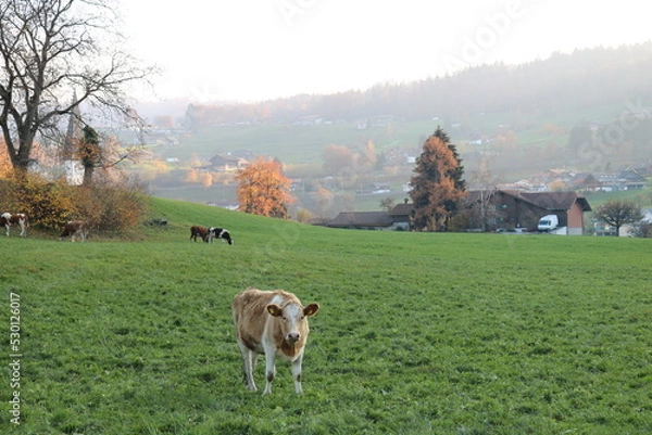 Fototapeta landscape with cows