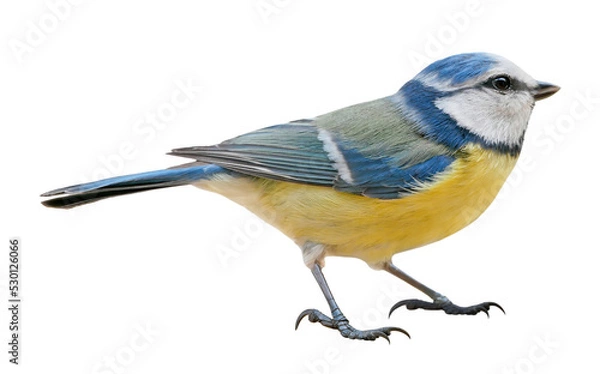 Fototapeta Blue Tit (Cyanistes caeruleus), Titmouse isolated in PNG, with transparent background