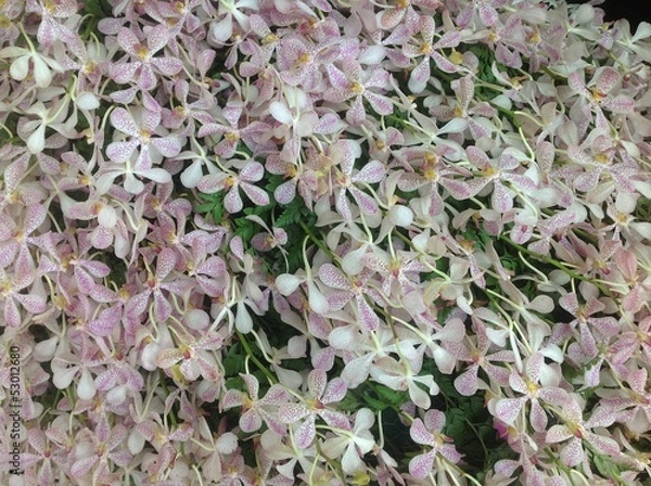 Obraz The beautiful orchid