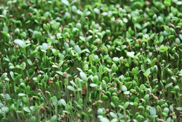 Fototapeta Sprouts of microgreen medicago. Selective focus photo of fresh microgreens. Defocus composition