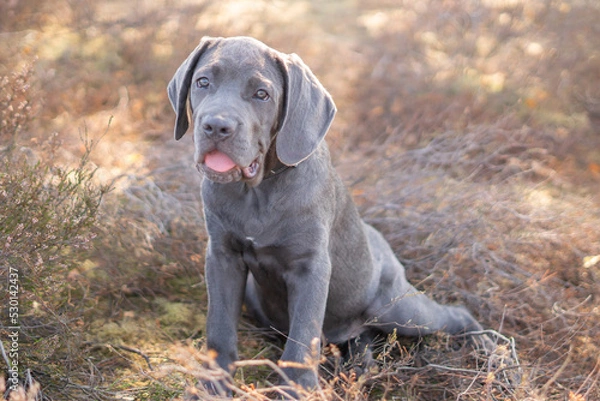 Obraz Cane corso puppy