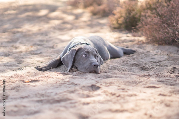 Obraz Cane Corso puppy
