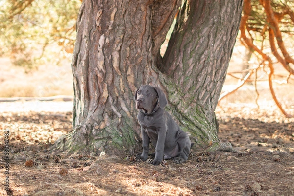 Obraz Cane Corso puppy