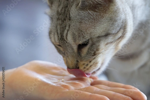 Obraz cat eat caviar from hand. close up
