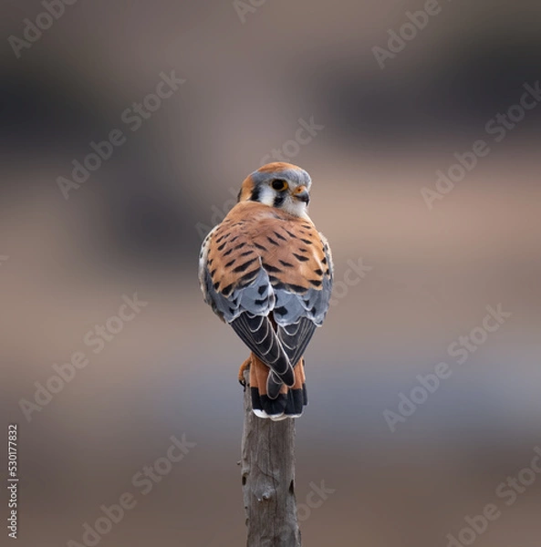 Obraz Kestrel perched for the camera in complete freedom