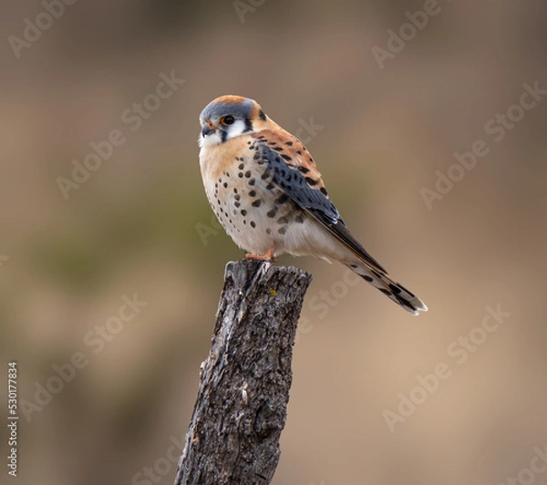 Obraz Kestrel perched for the camera in complete freedom