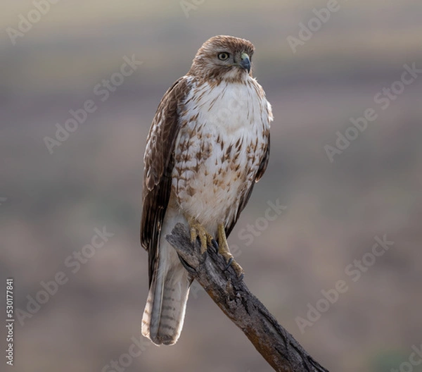 Obraz Eagle perched for the camera in complete freedom