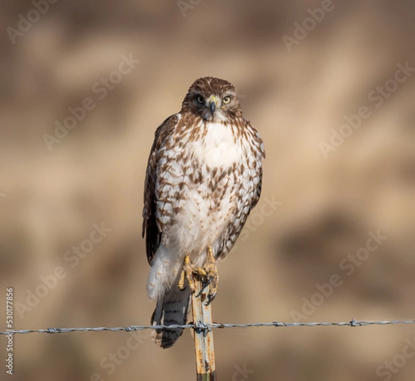 Obraz Eagle perched for the camera in complete freedom