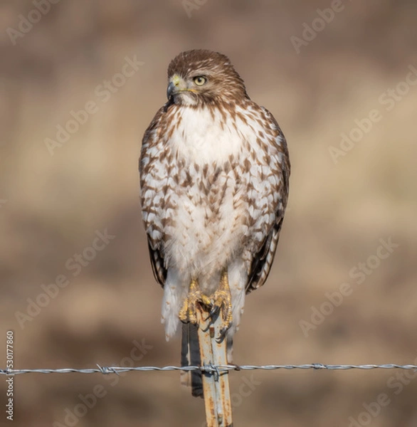 Obraz Eagle perched for the camera in complete freedom