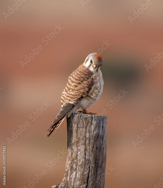 Obraz Kestrel perched for the camera in complete freedom