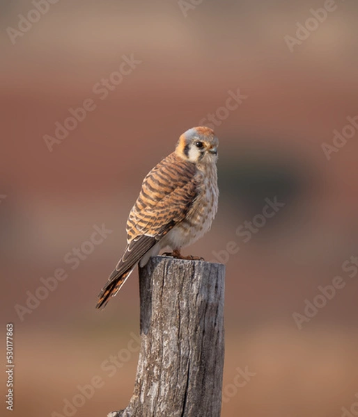 Obraz Kestrel perched for the camera in complete freedom