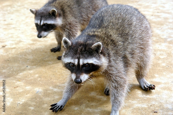 Fototapeta close up raccoons