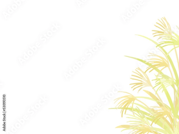 Fototapeta 手描きのススキのイラスト背景