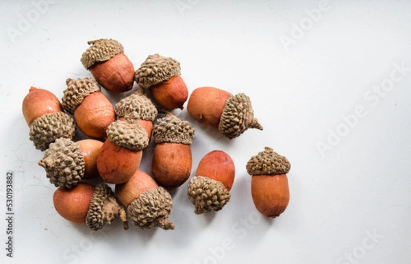 Obraz Acorns on acorns