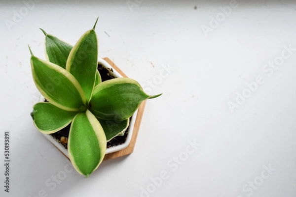 Obraz Tiny plant from above